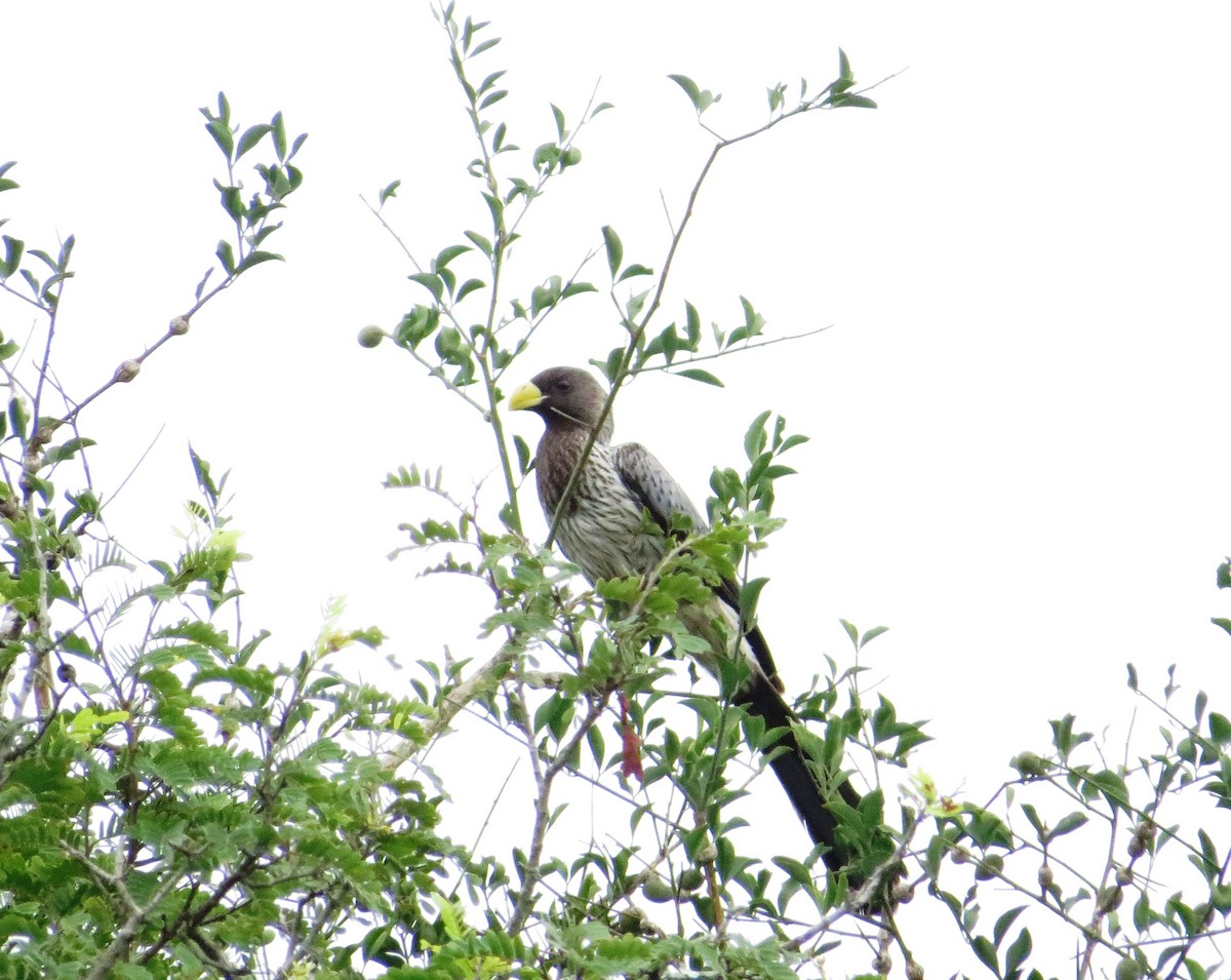 Turaco Gris Occidental - ML150585951