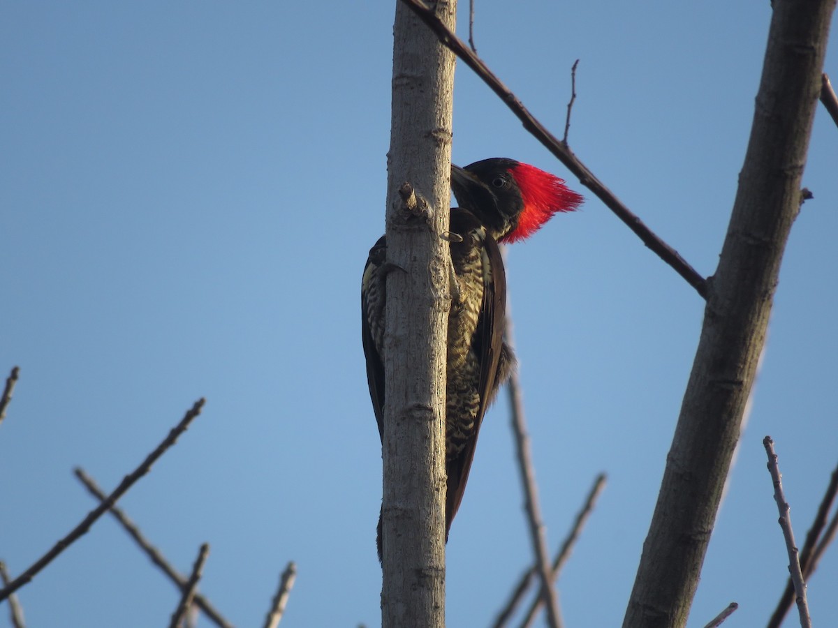 Lineated Woodpecker - ML150587481