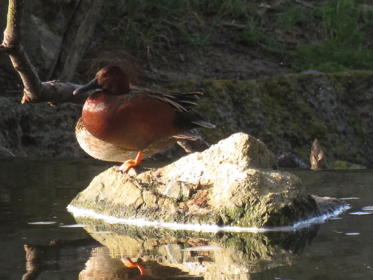 Cinnamon Teal - ML150588671