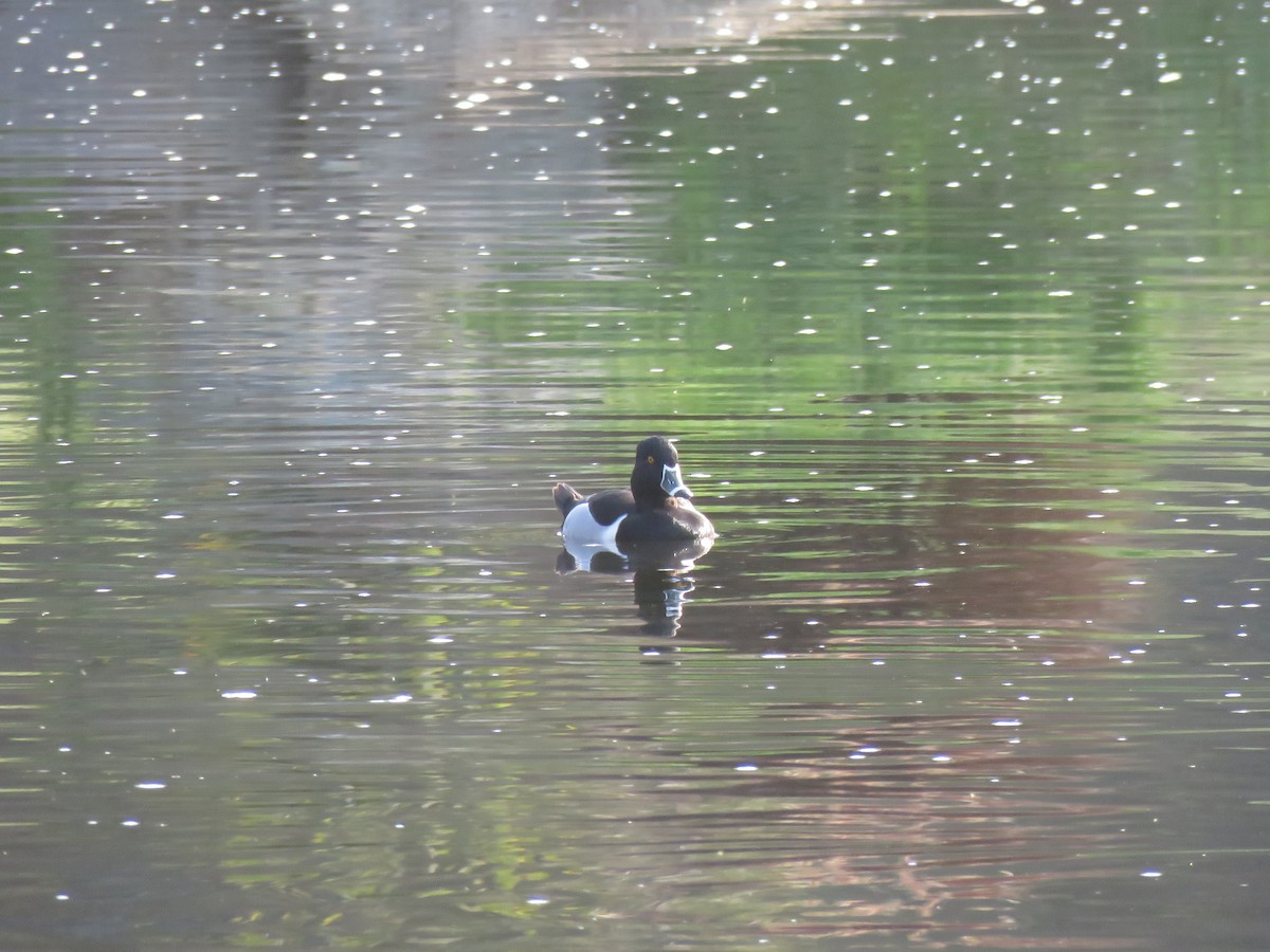 Ring-necked Duck - Denise Riddle