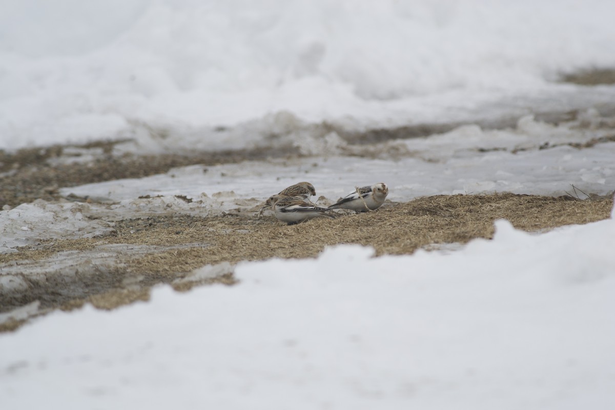 Snow Bunting - ML150588811