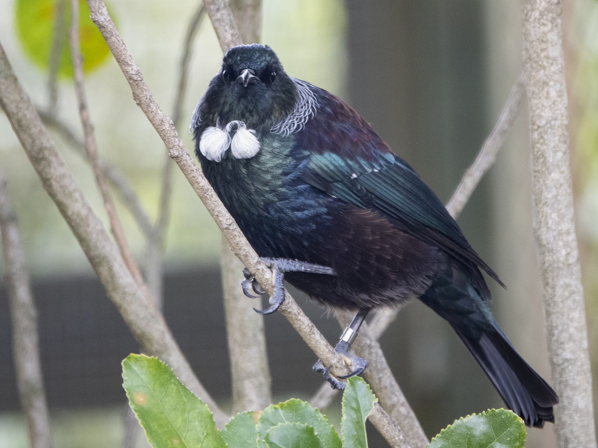 Mielero Tui - ML150589011