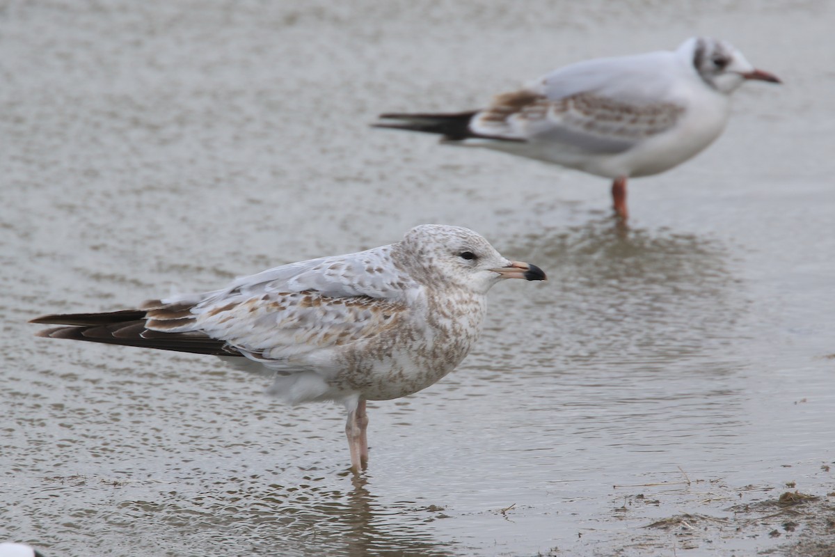 Ring-billed Gull - Ingvar Atli Sigurðsson