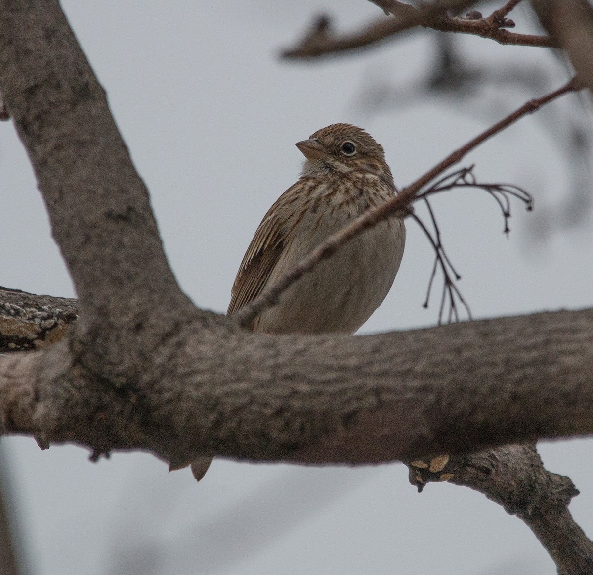 Vesper Sparrow - Joel Strong