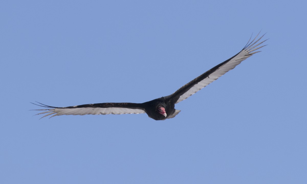 Turkey Vulture (Northern) - Brian Sullivan