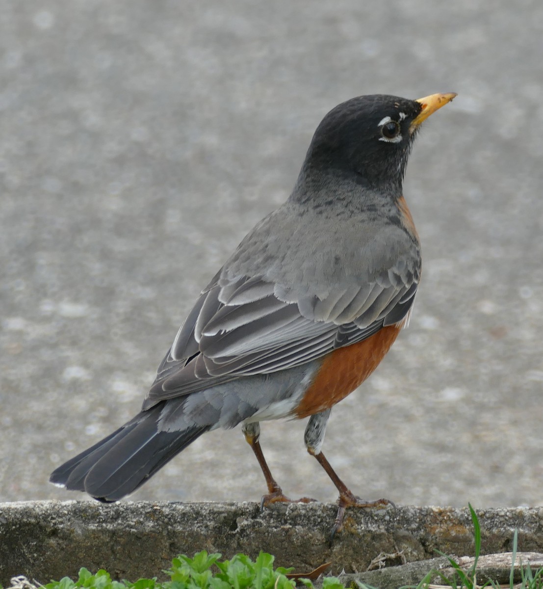 American Robin - ML150591031