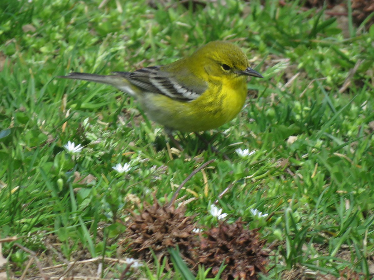 Pine Warbler - John Keane