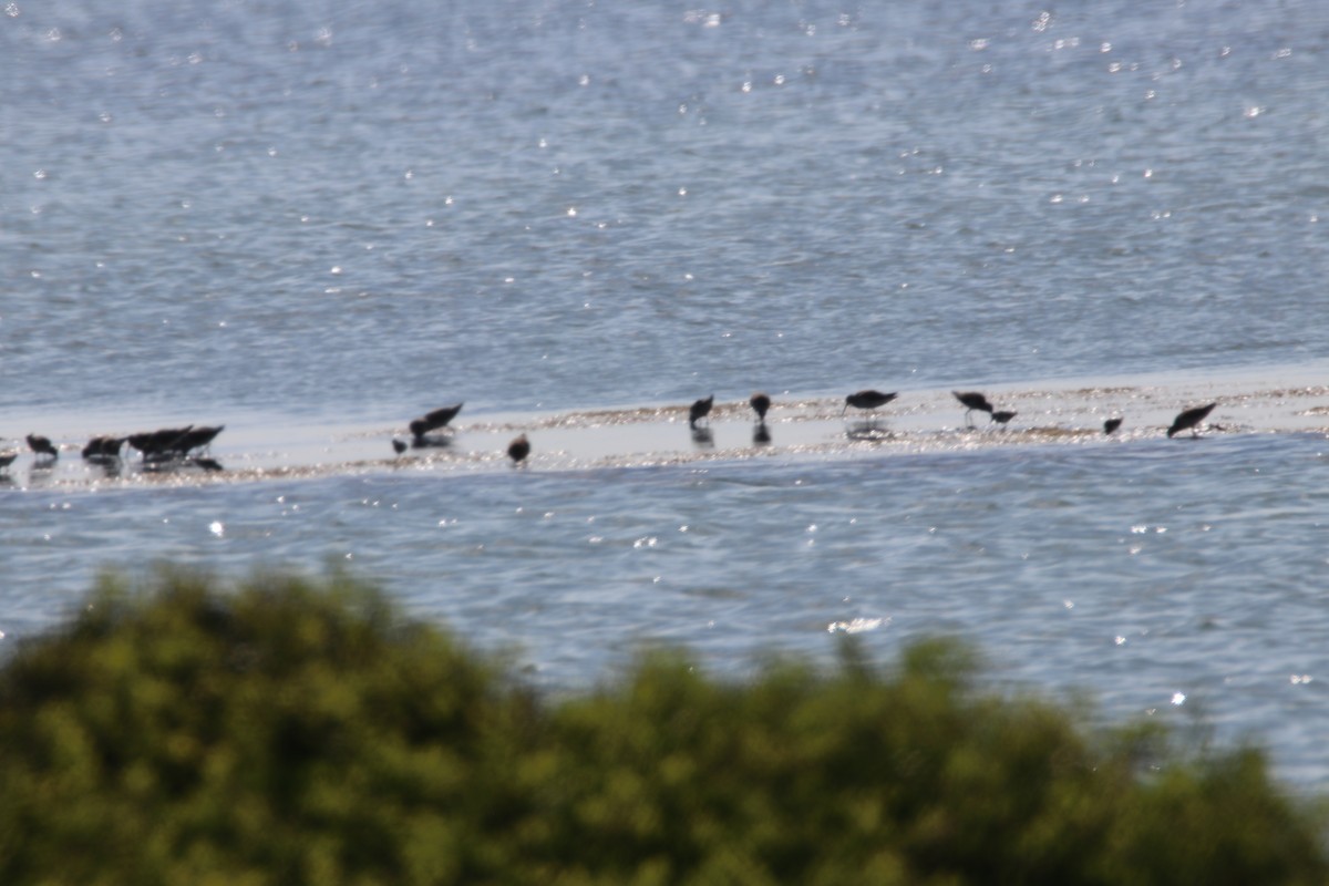 Short-billed/Long-billed Dowitcher - ML150591741