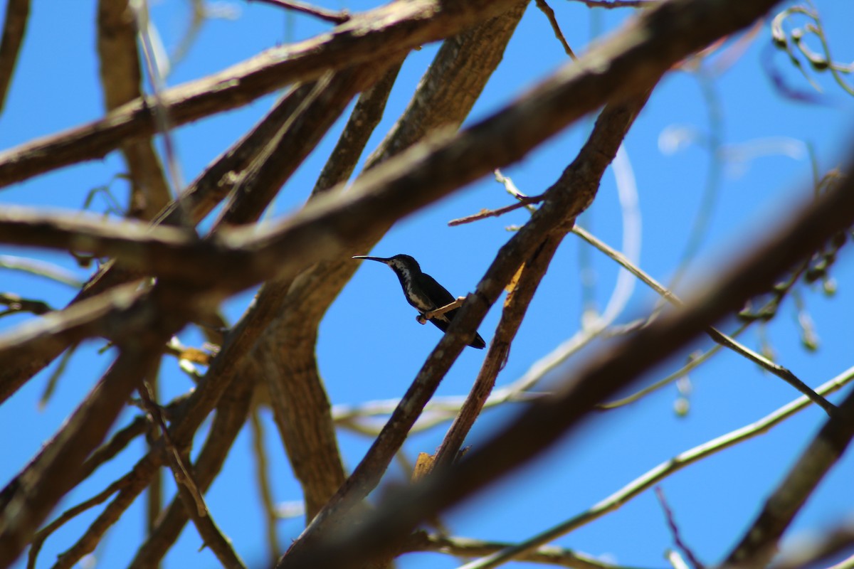 Green-breasted Mango - ML150591971