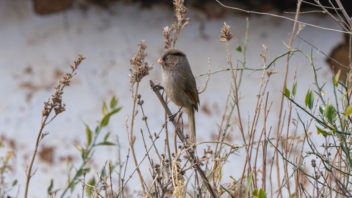 Paradoxornis unicolore - ML150592871