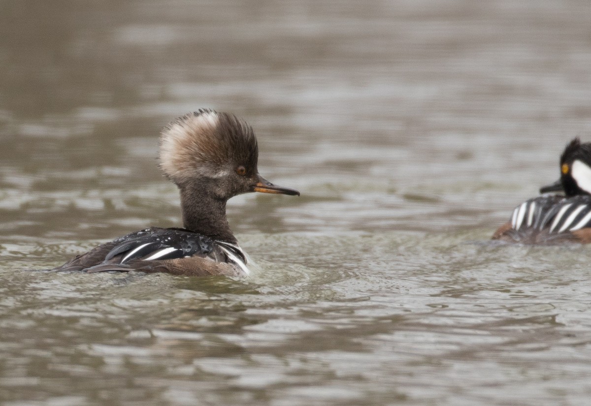 Hooded Merganser - ML150593041