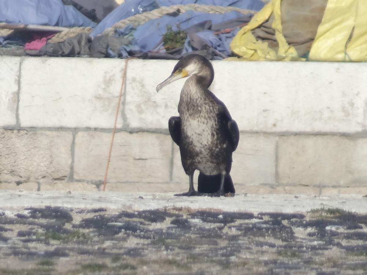 Cormorán Grande - ML150594171