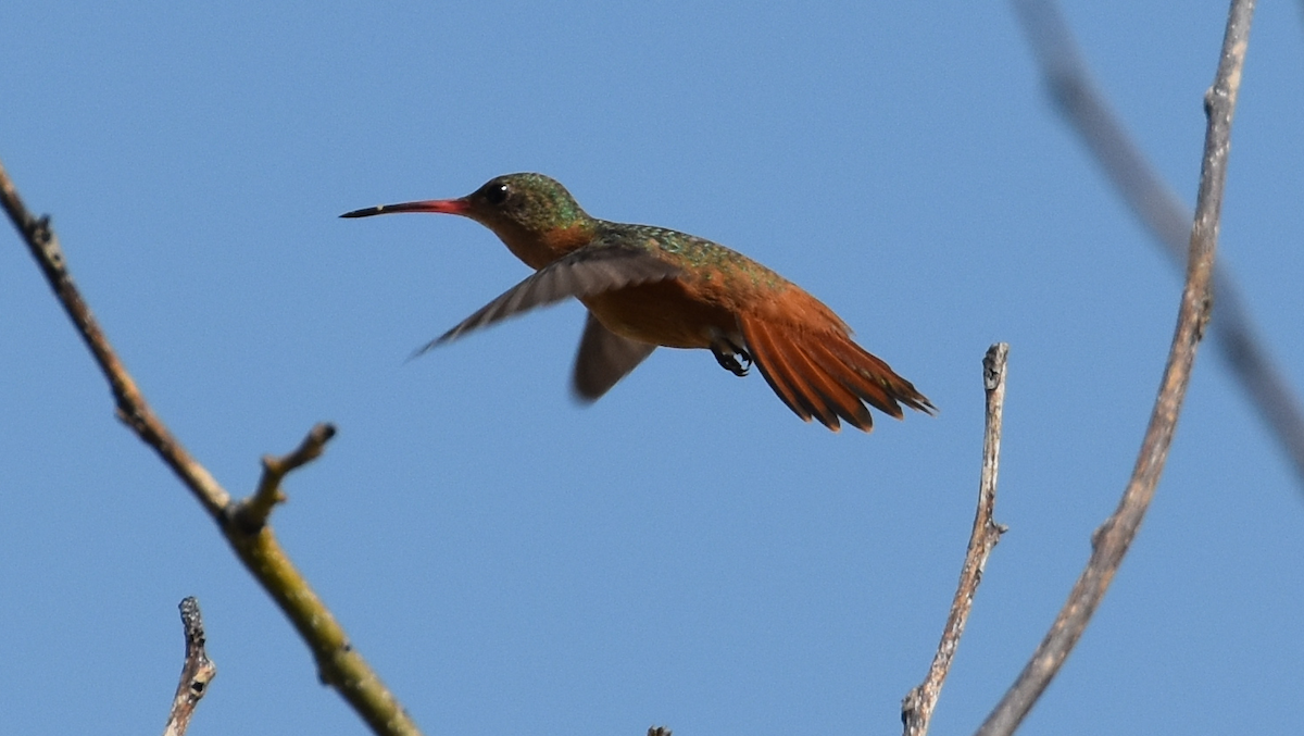 Cinnamon Hummingbird - Donald Alexander