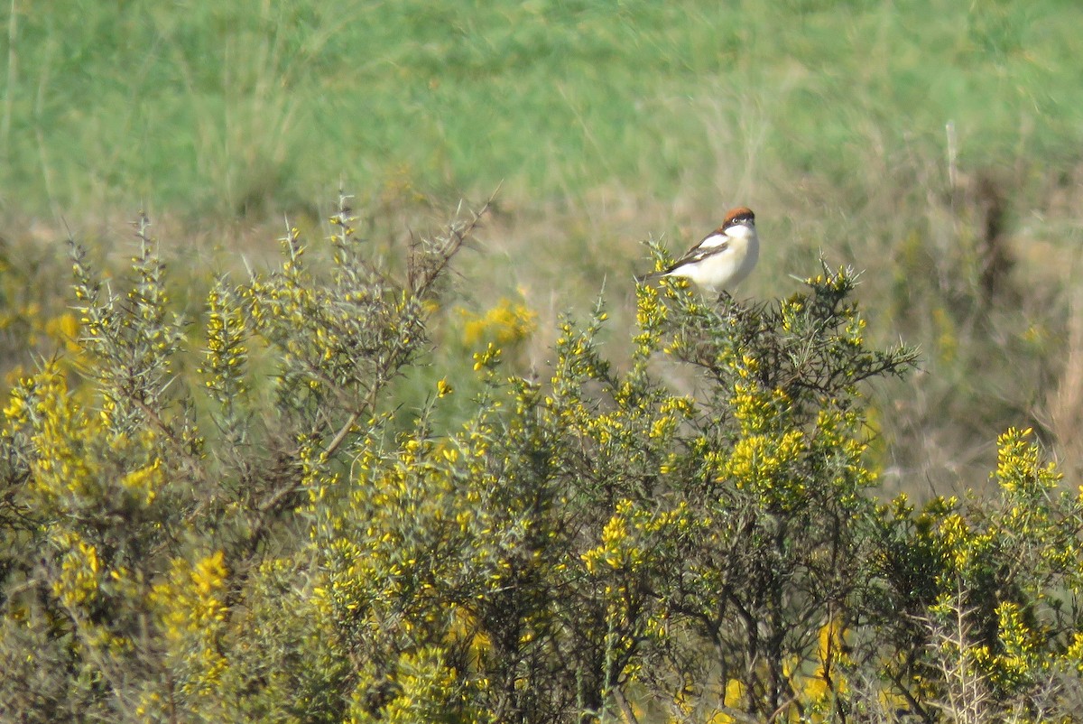 Woodchat Shrike - ML150597571