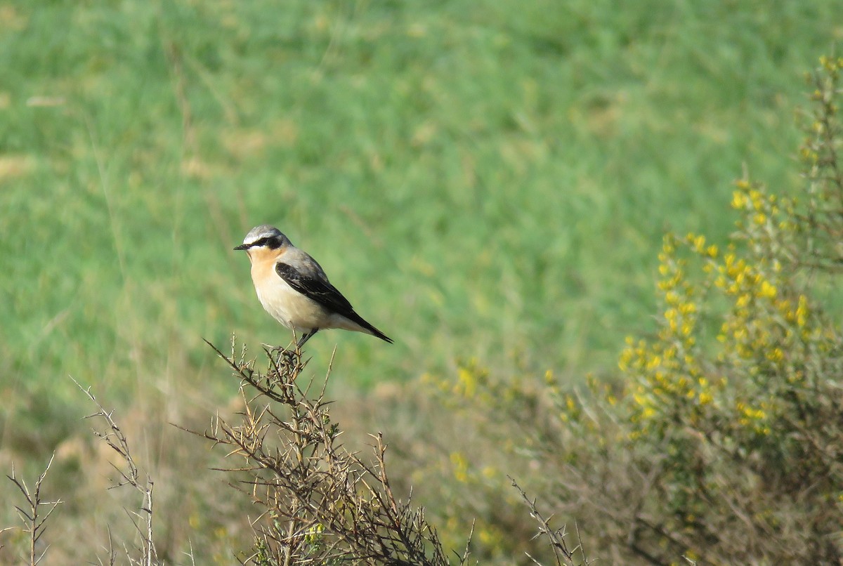 Northern Wheatear - ML150597661