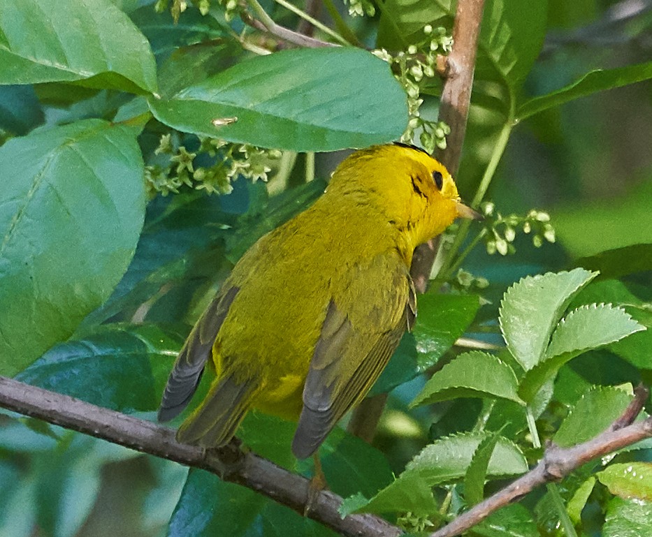 Wilson's Warbler - ML150597861