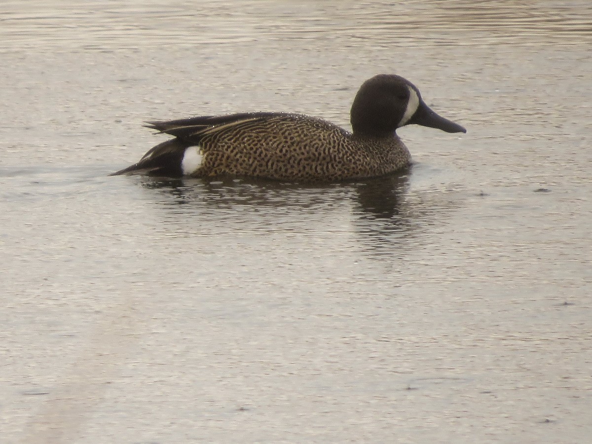 Blue-winged Teal - Anonymous