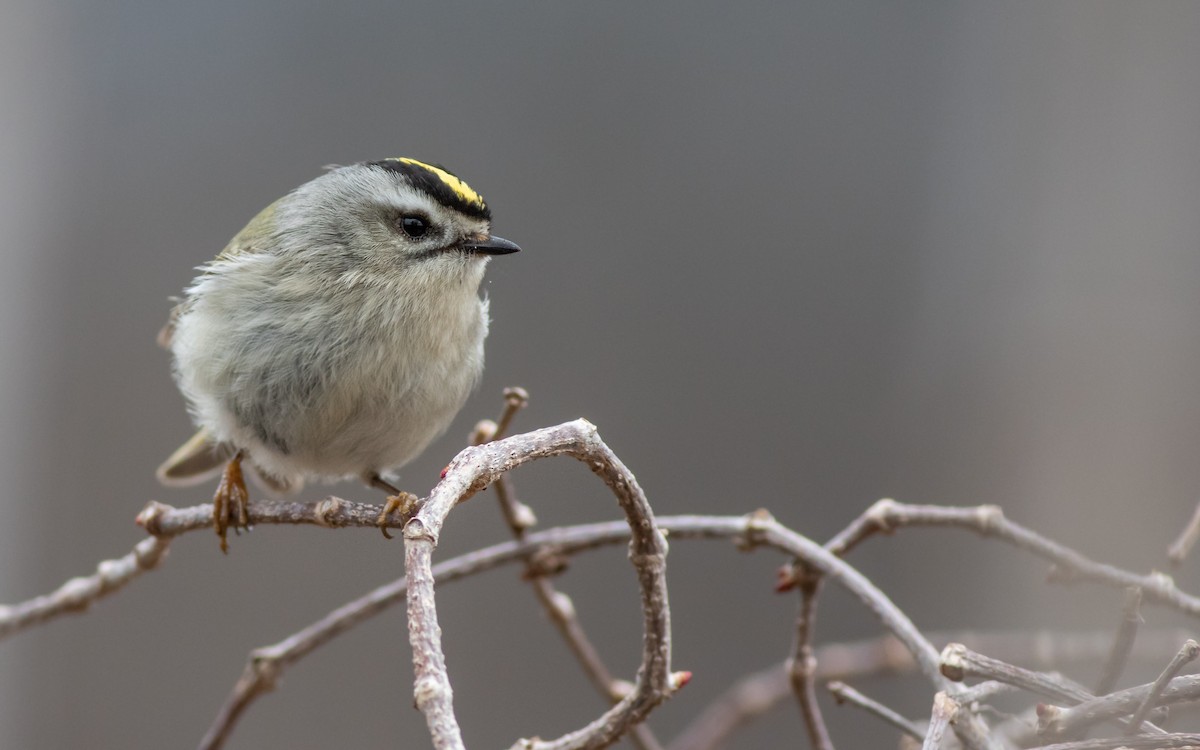 Golden-crowned Kinglet - ML150601211