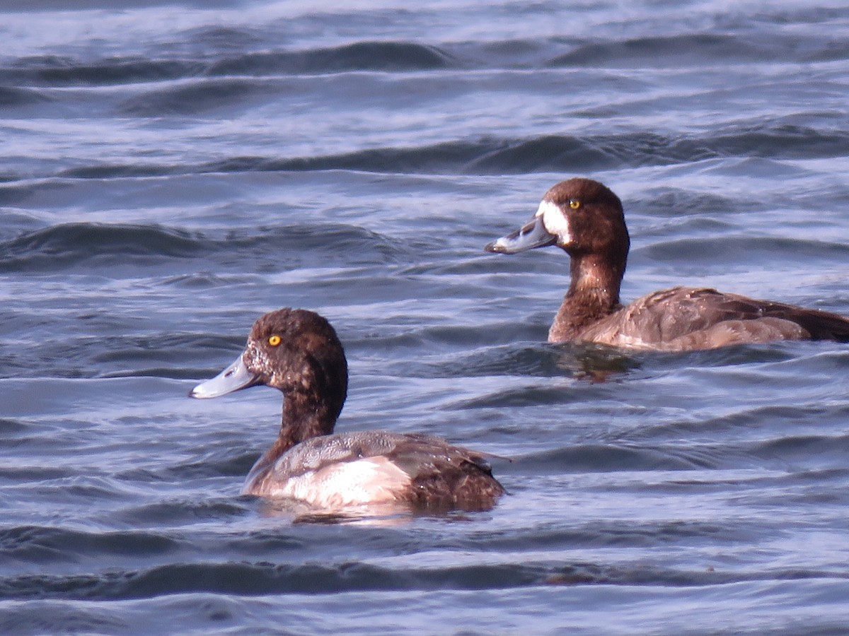 Greater Scaup - Ty Allen