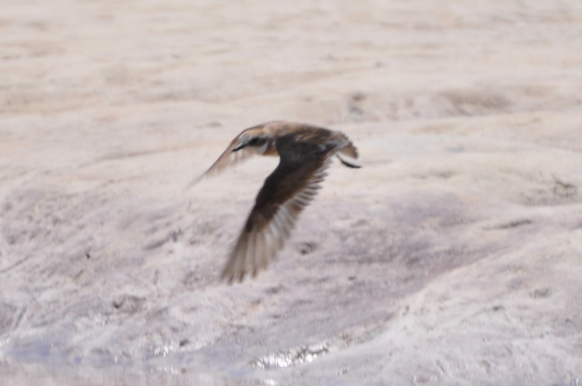 Greater Sand-Plover - Özgür Ekincioğlu