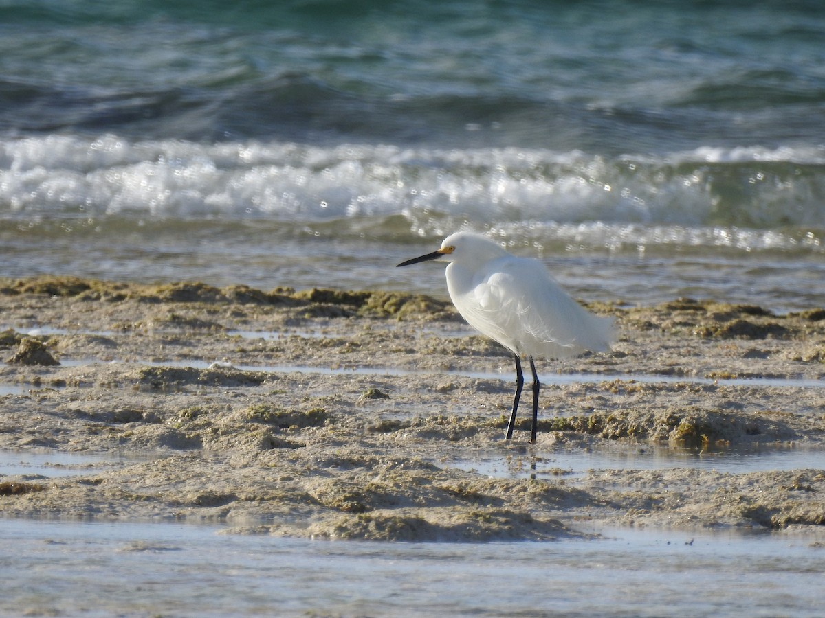 Snowy Egret - Erika Gates