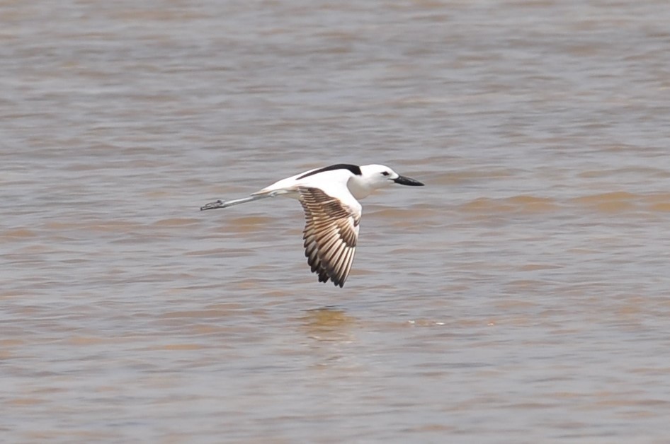 Crab-Plover - ML150603121