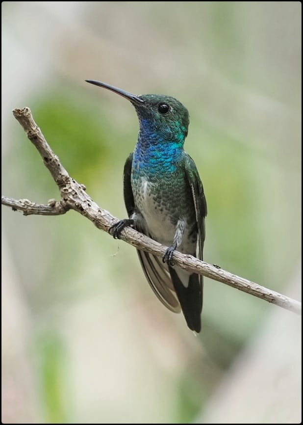 Mangrove Hummingbird - ML150604271