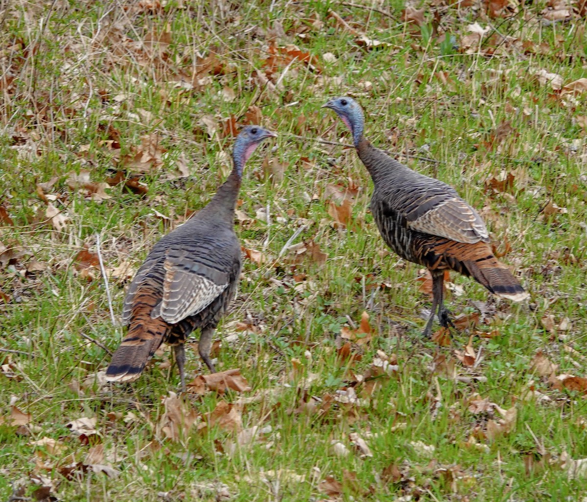 Wild Turkey - ML150606291