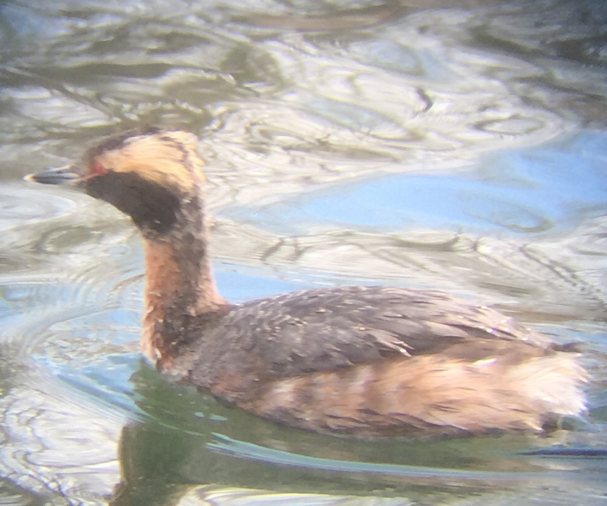 Horned Grebe - ML150606331