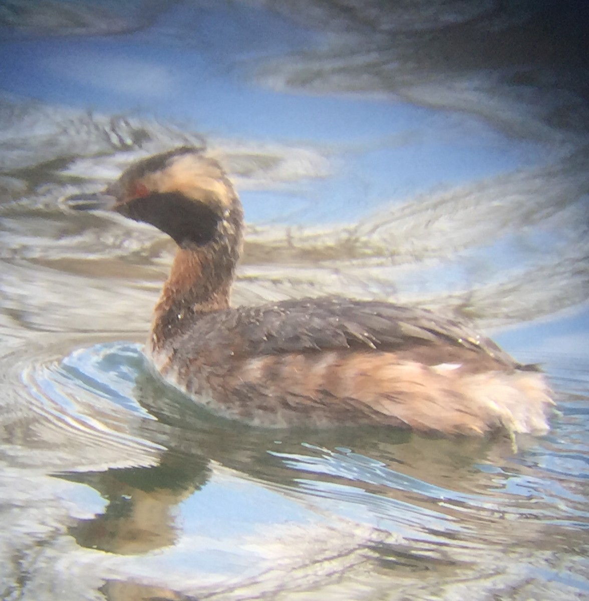 Horned Grebe - Brent Preator