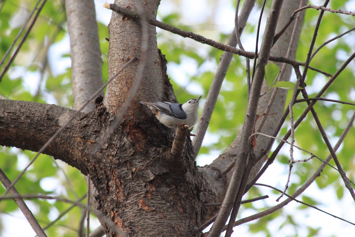 White-breasted Nuthatch - ML150606681