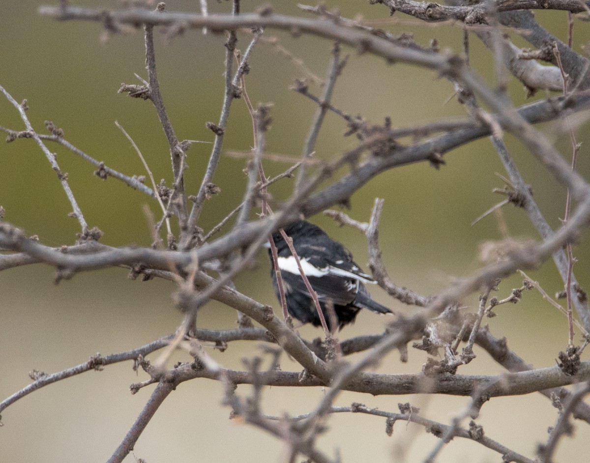 Lark Bunting - ML150607511