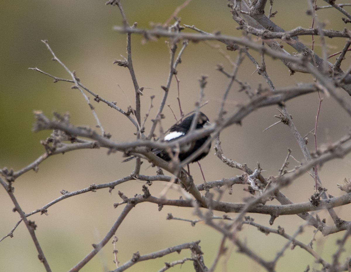Lark Bunting - ML150607531