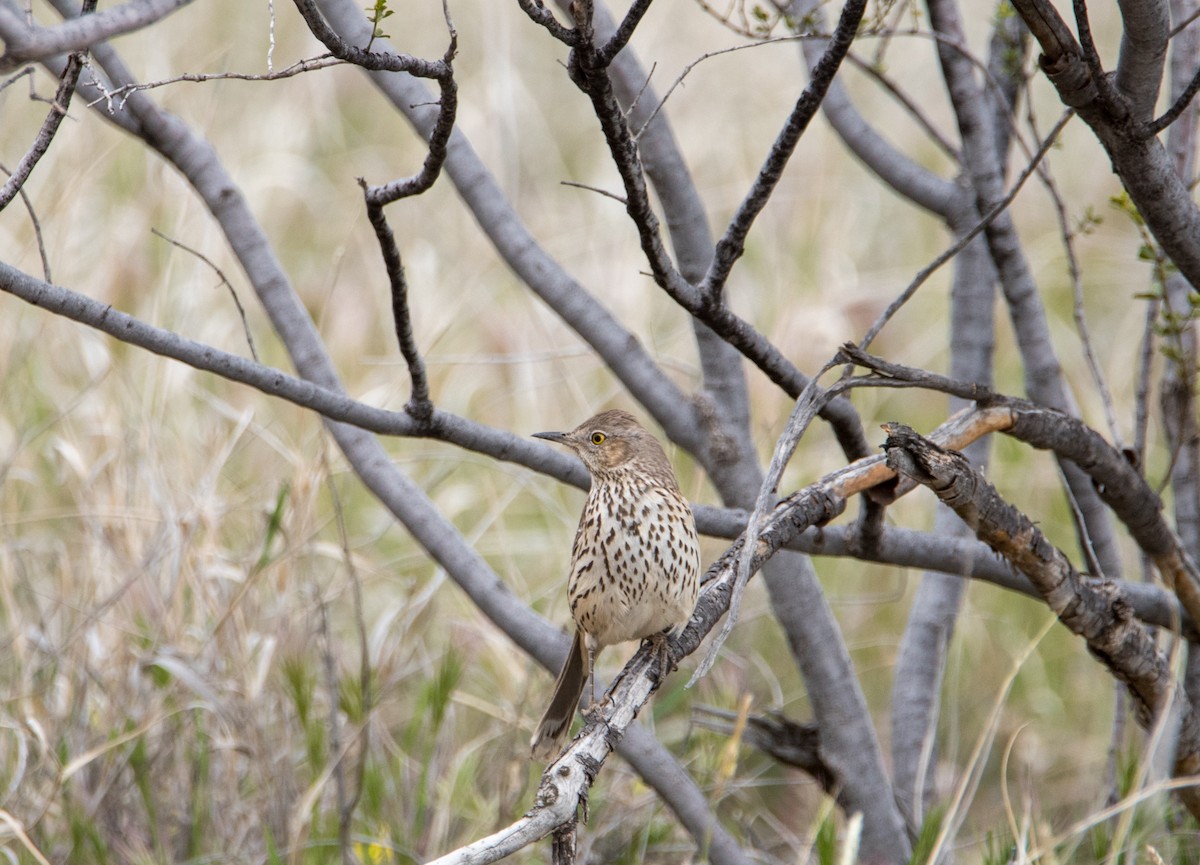 Sage Thrasher - ML150607671