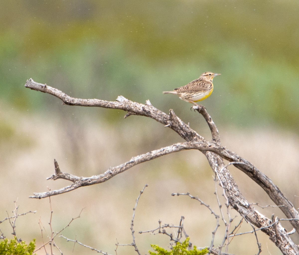 Western Meadowlark - ML150607711