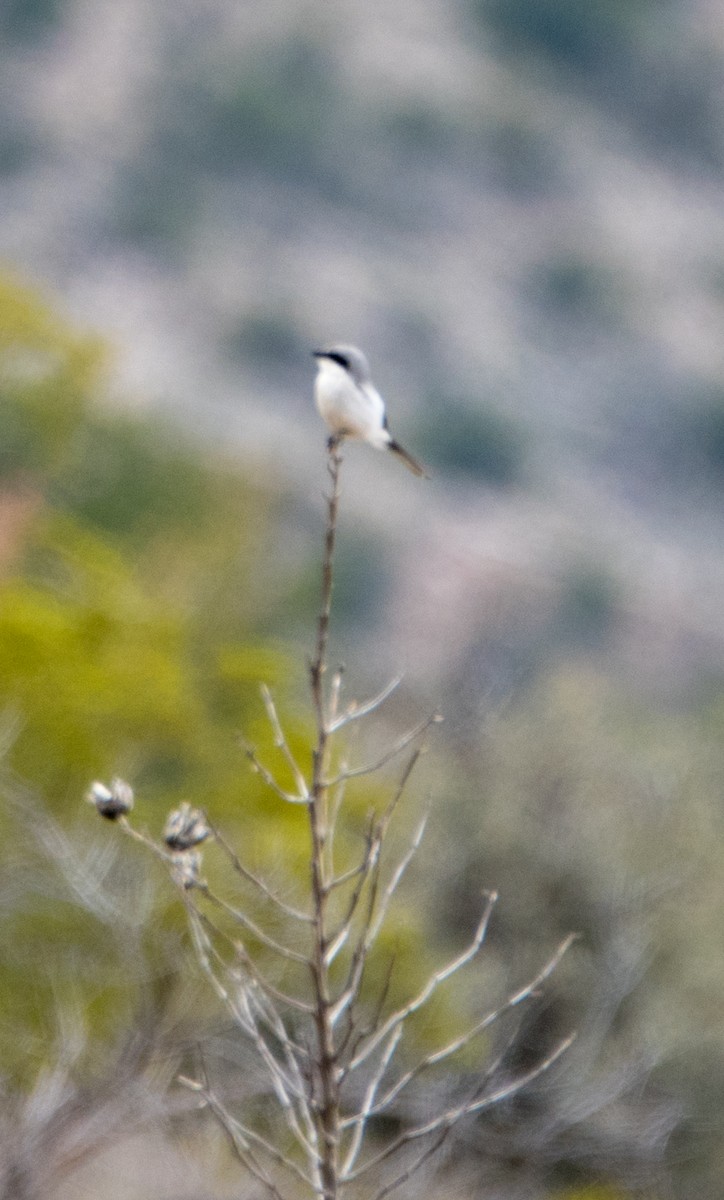 Loggerhead Shrike - ML150607761