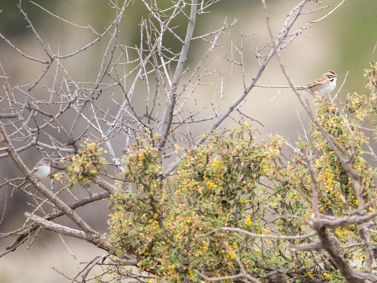 Brewer's Sparrow - ML150607901