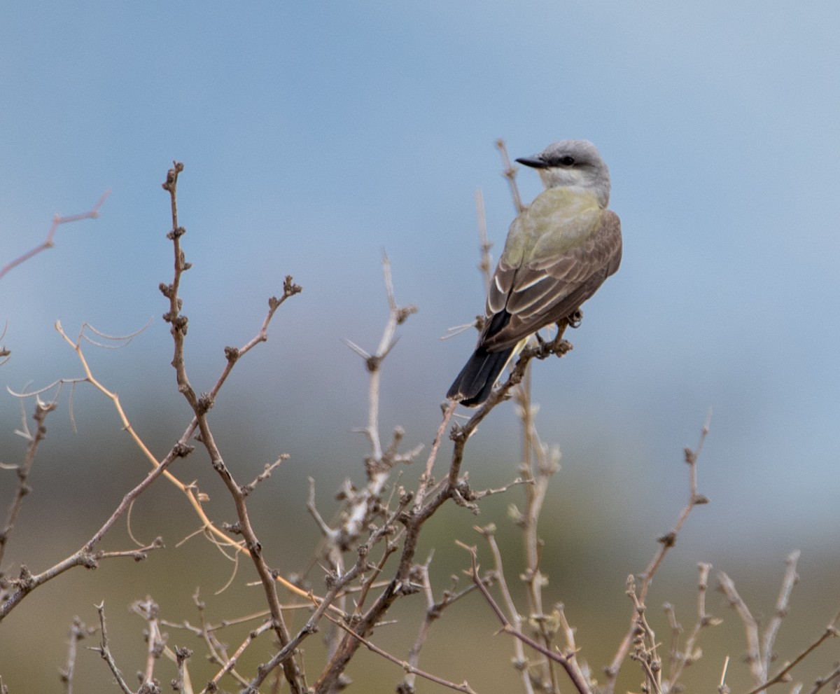 Western Kingbird - ML150608021