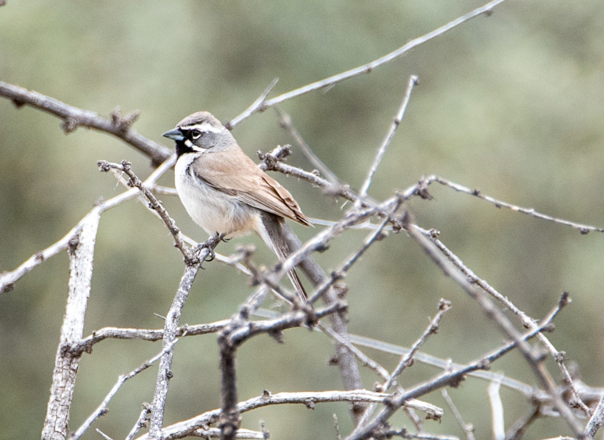 Black-throated Sparrow - ML150608191