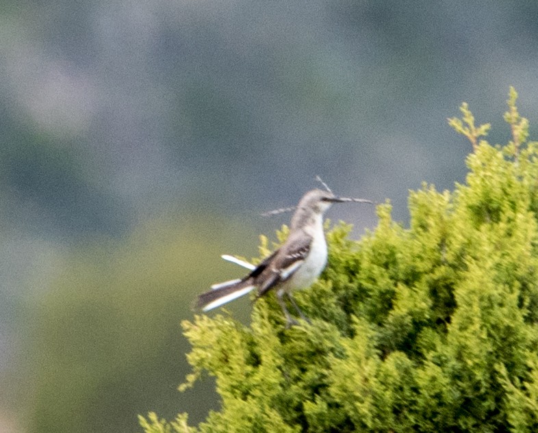 Northern Mockingbird - ML150608361