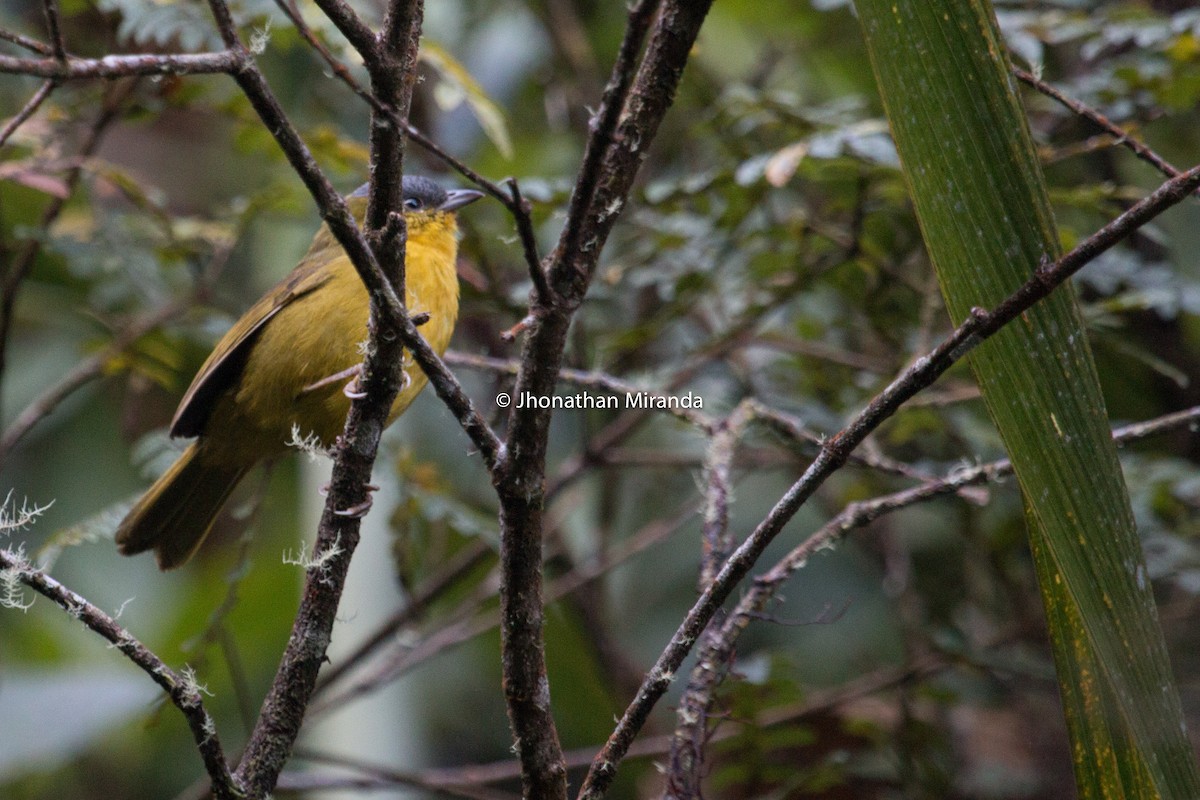 Gray-capped Hemispingus - Jhonathan Miranda - Wandering Venezuela Birding Expeditions