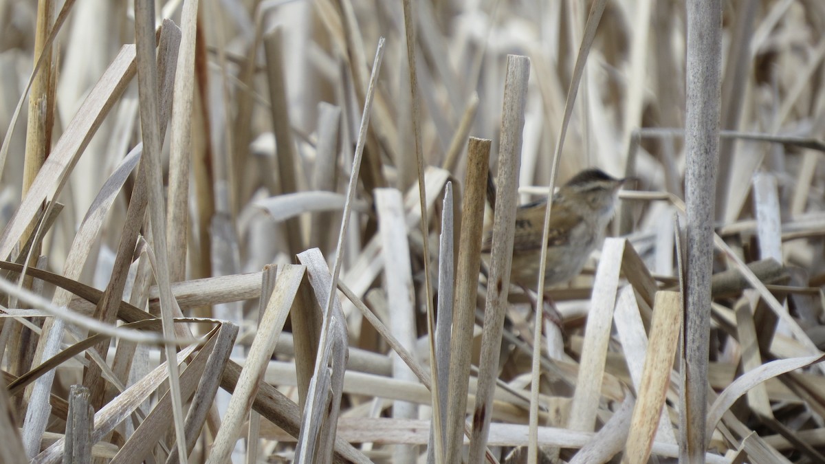 Marsh Wren - victor fesolowitz