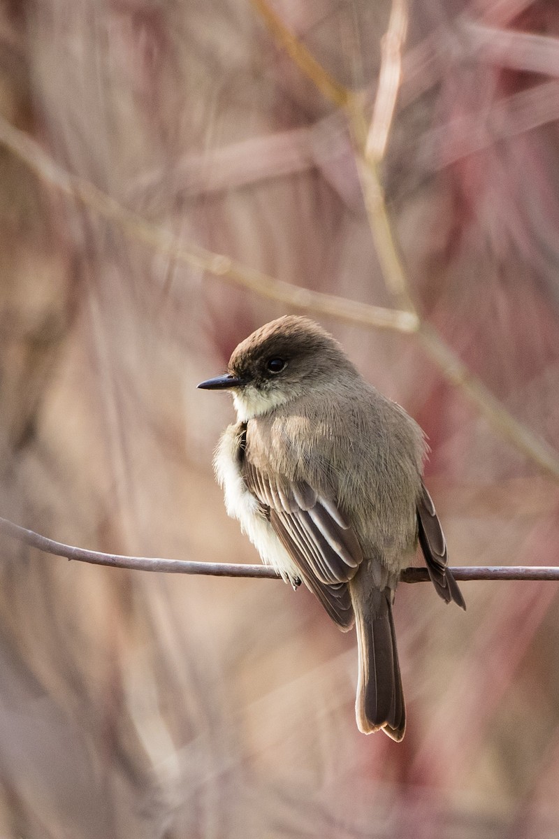 Eastern Phoebe - ML150611691