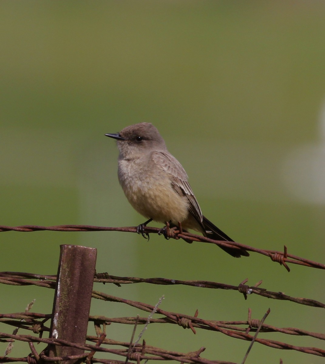 Say's Phoebe - maxine reid