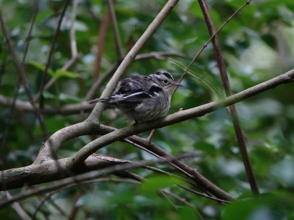 Black-and-white Warbler - Sophia Wong