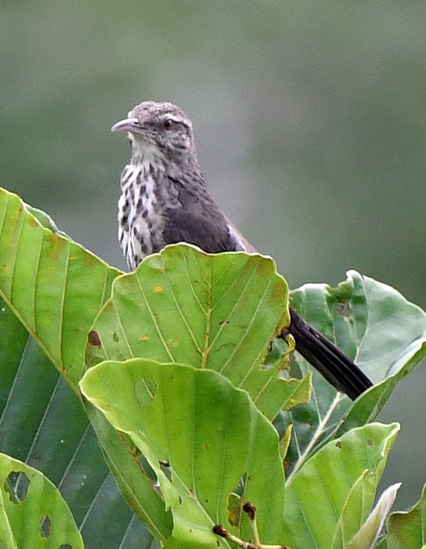 Thrush-like Wren - Charles Hundertmark