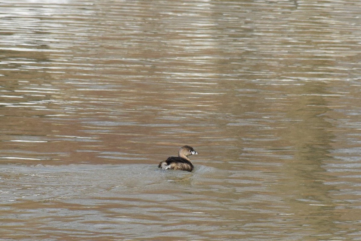 Pied-billed Grebe - ML150614651