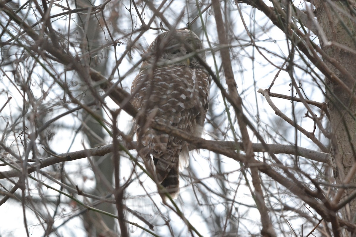 Barred Owl - ML150614731