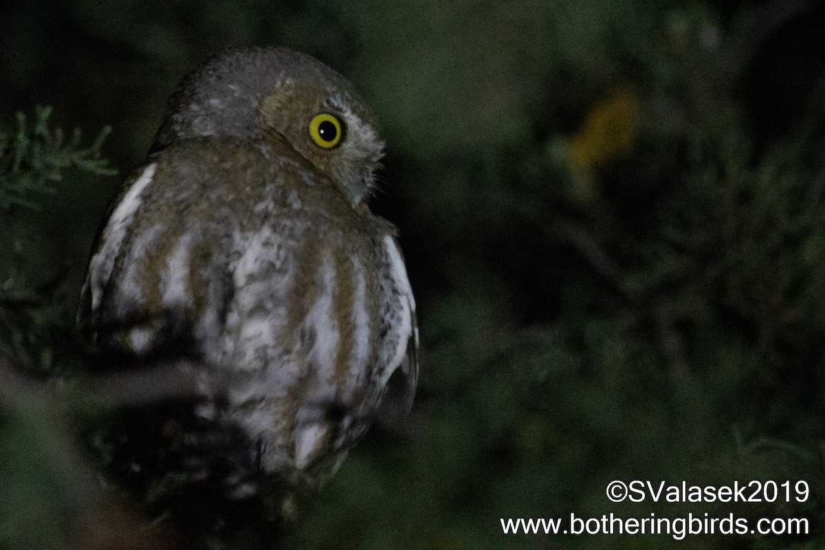 Elf Owl - Steve Valasek