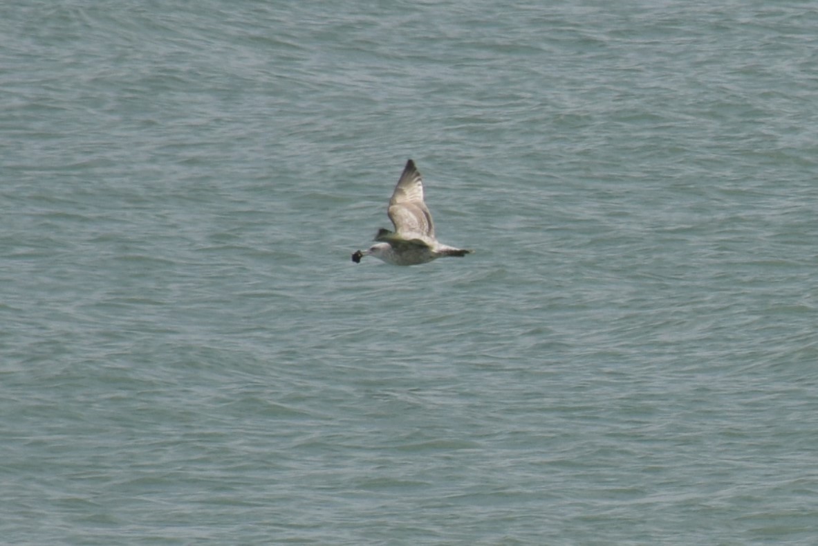 Herring Gull - ML150615061